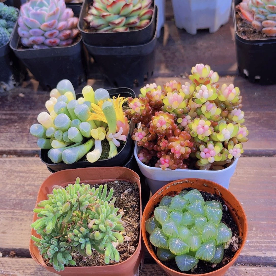 五十锦➕荧光兔枝干➕姬雨露➕七彩龙珠