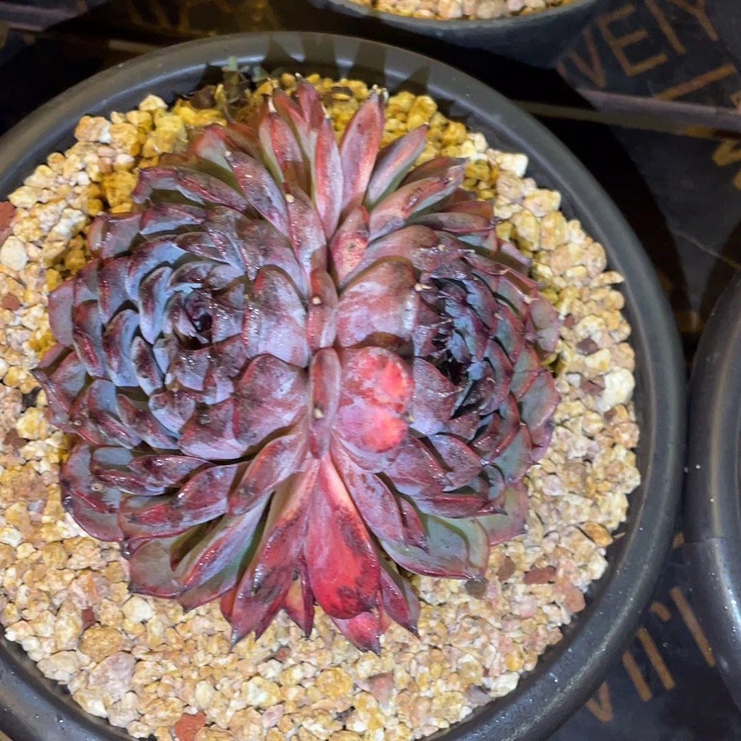 多肉植物一物一拍