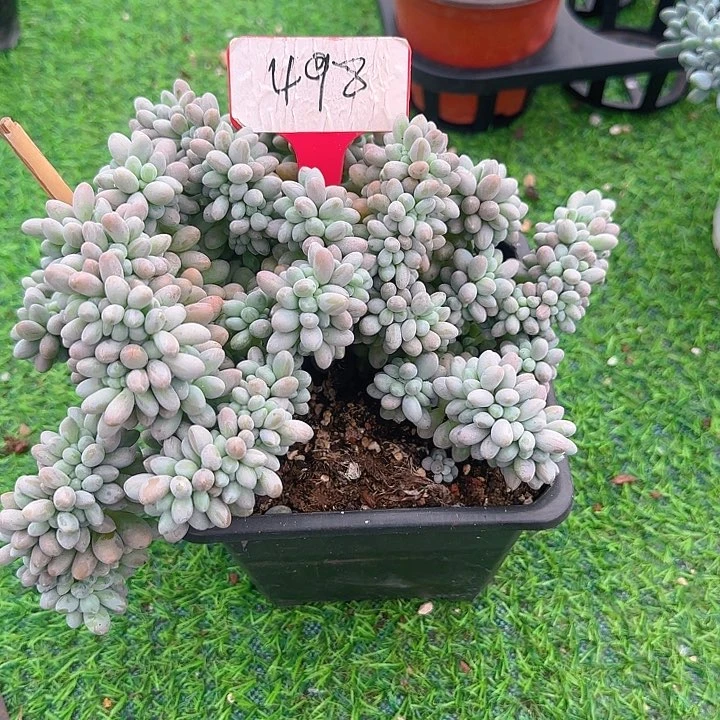 汤圆缀化498多肉植物