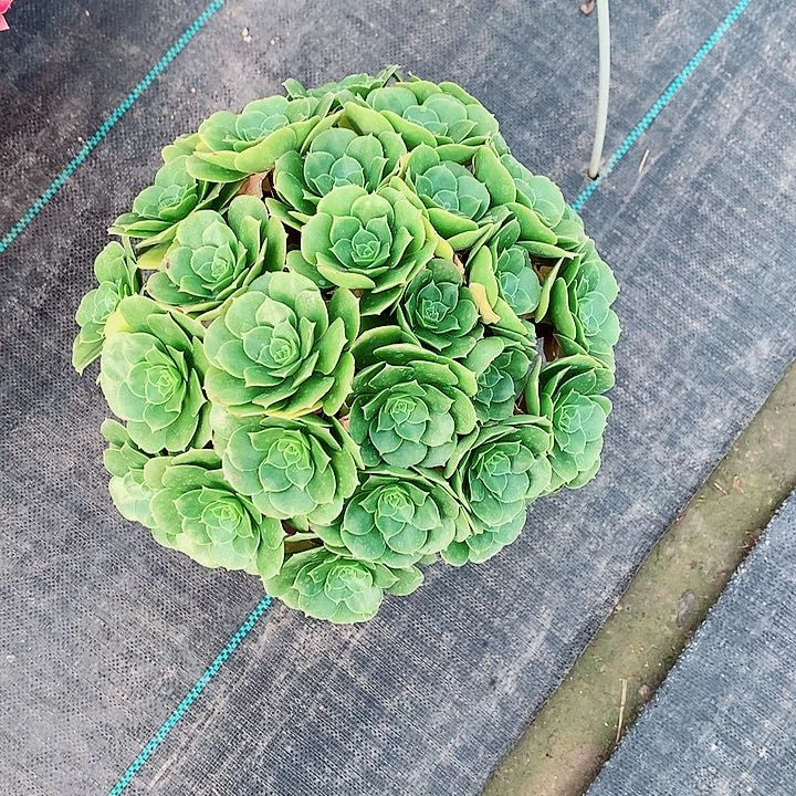 绿梅贵法师图片多肉植物