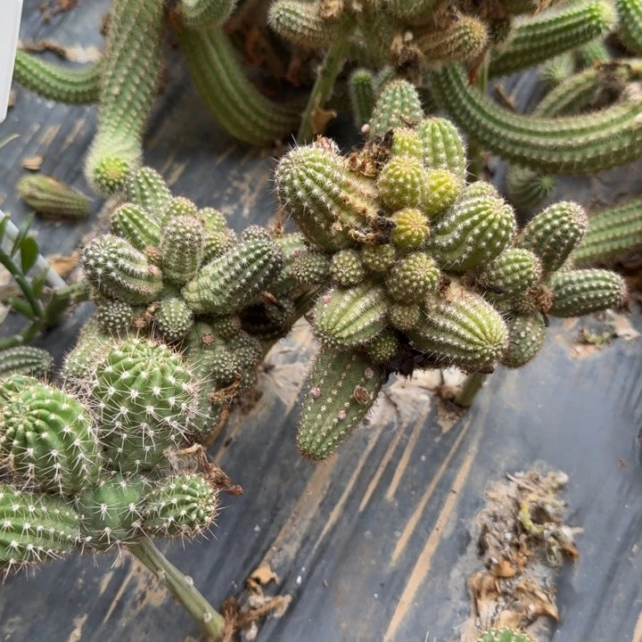 ʚ****矮胖白檀405群生160