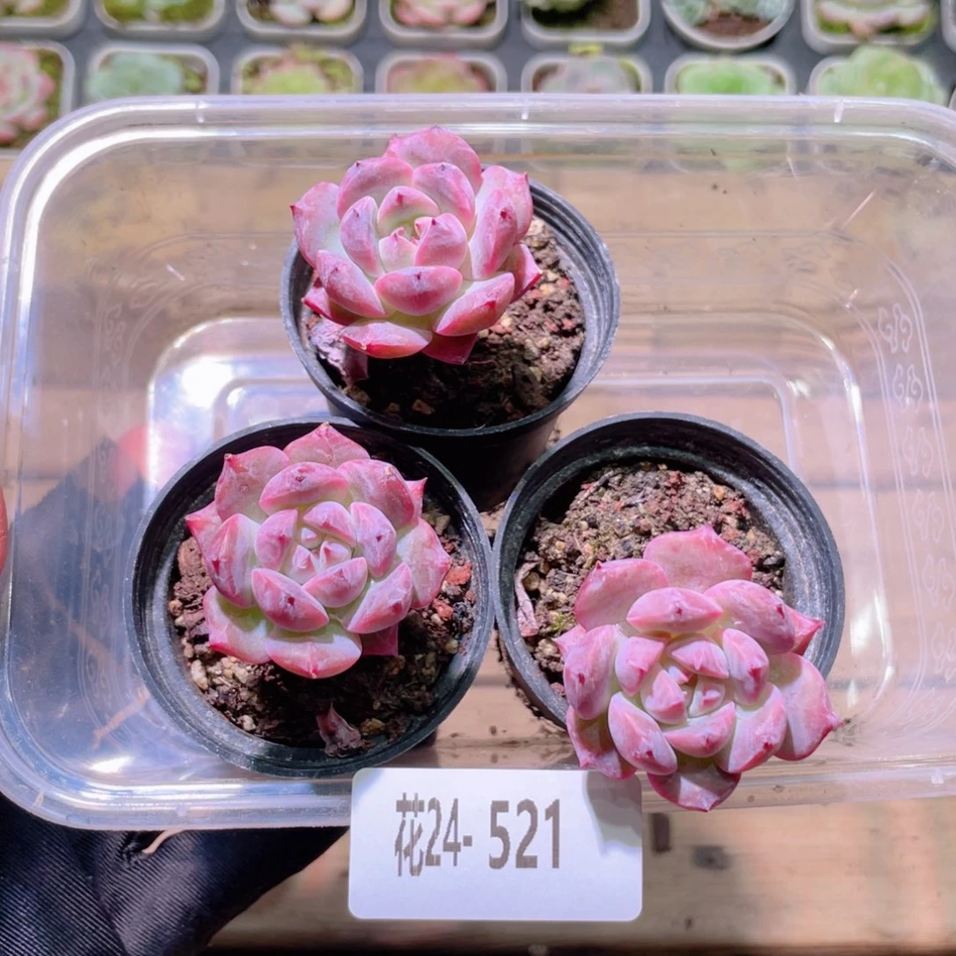 花利美24-521豆蔻3颗