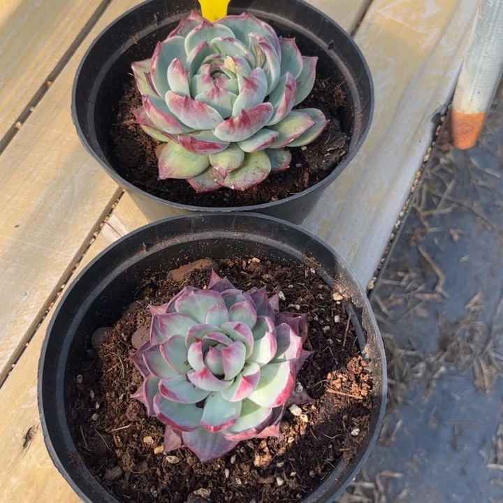 柒*多肉植物11111惊鸿仙子2个