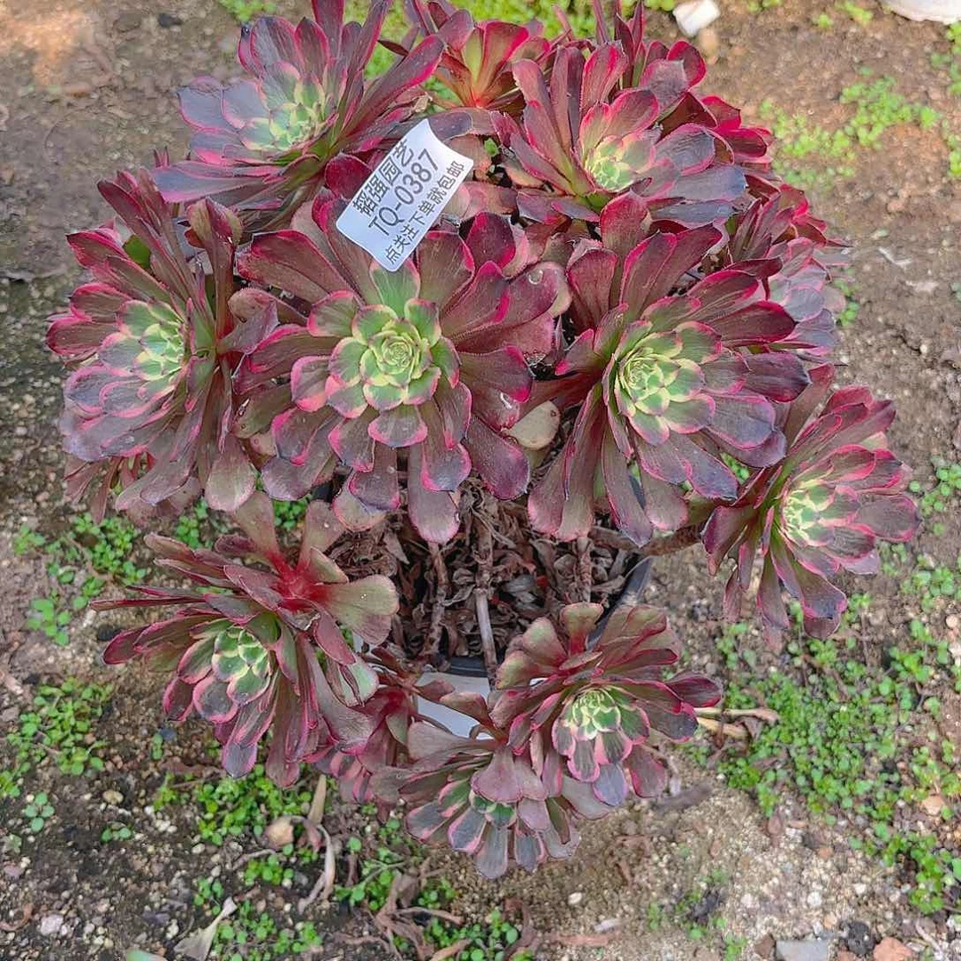 红金刚多肉植物387