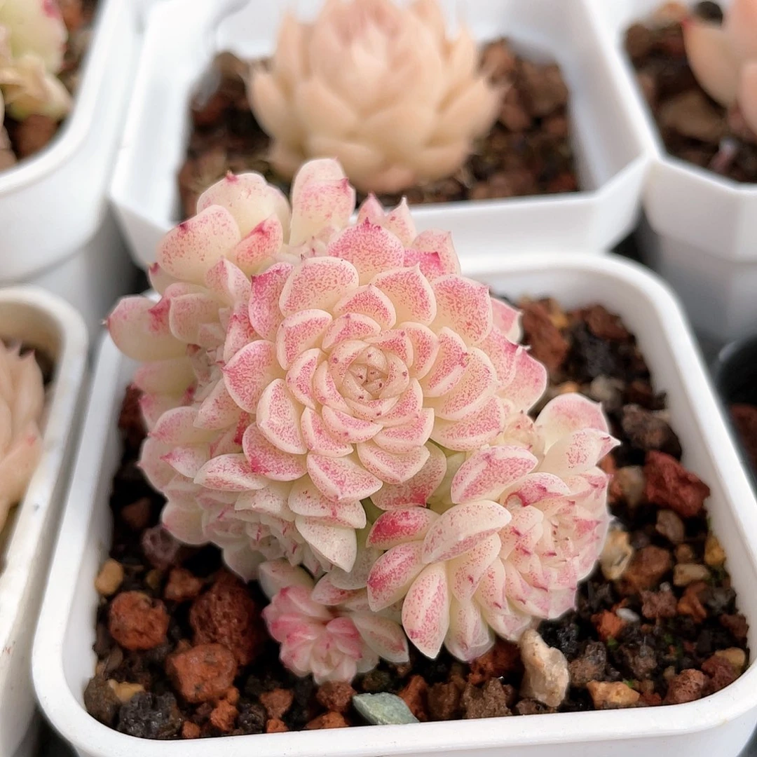 优选麦秆f120福利9054