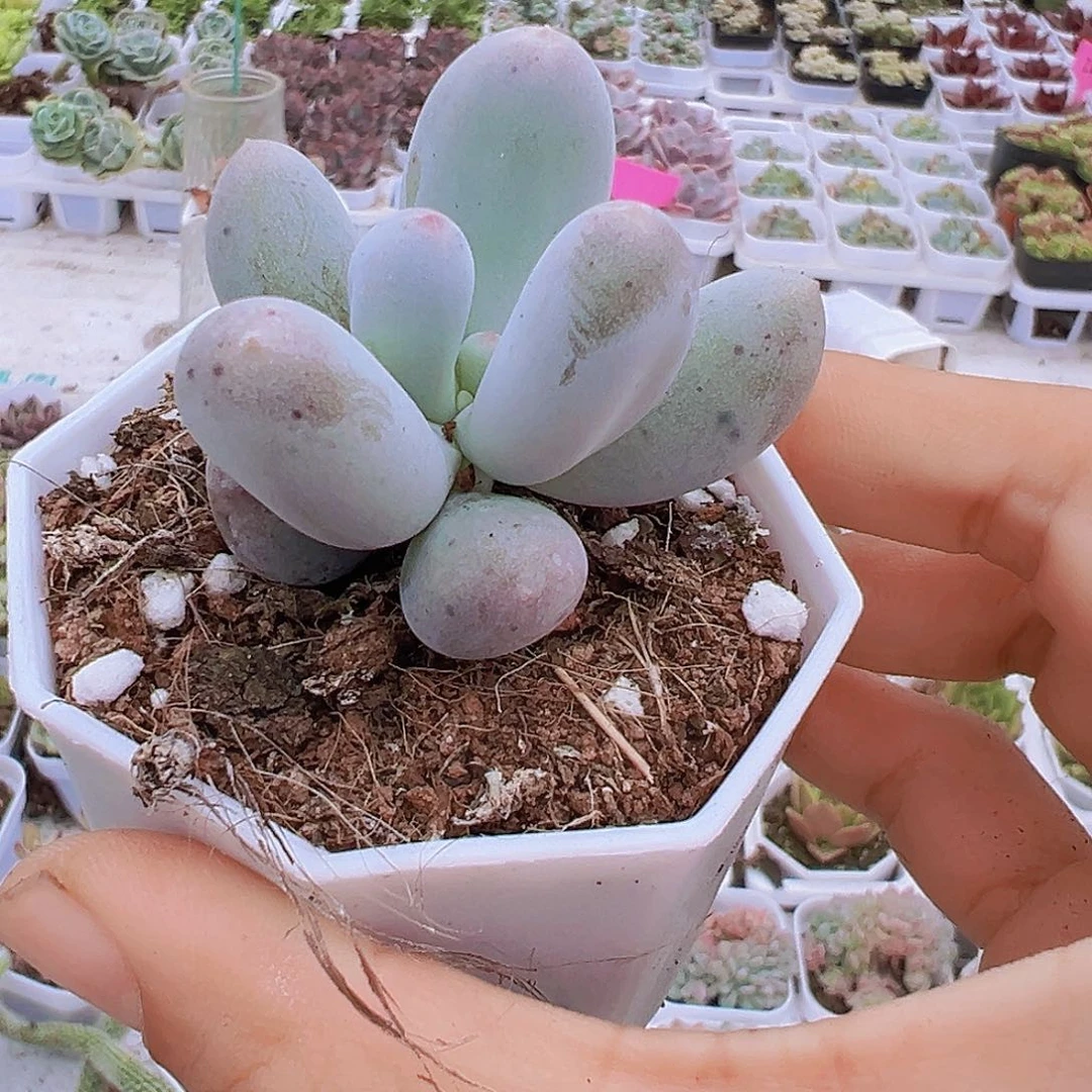 米可奶托土发货多肉