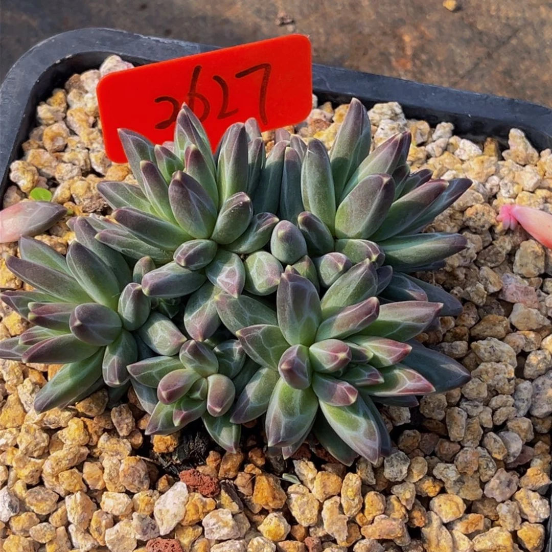 2627号上午多肉植物群生多肉植物