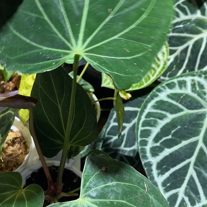 完全开放黑桃王牌花烛
