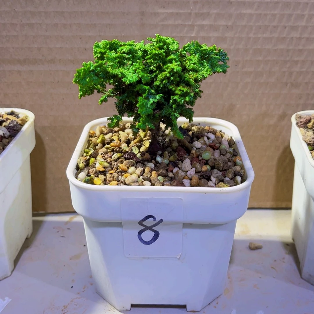 无花朵石化桧…………