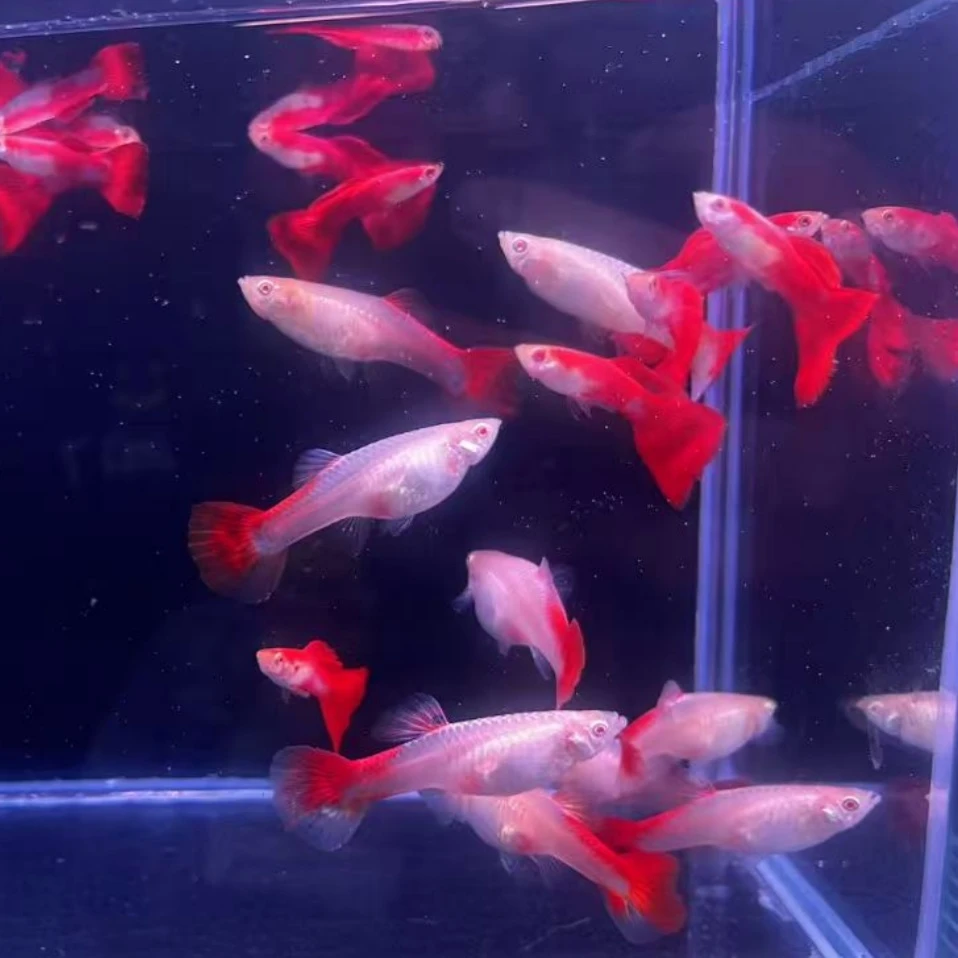 精品全红孔雀鱼种鱼小型热带鱼好养耐活可繁殖鱼孕母大鱼孔雀鱼