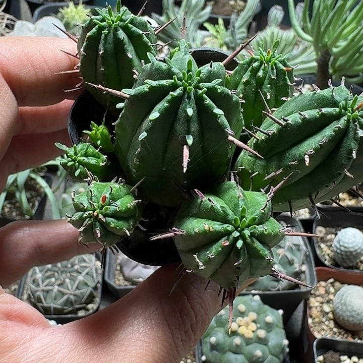 318红彩阁脱土发货