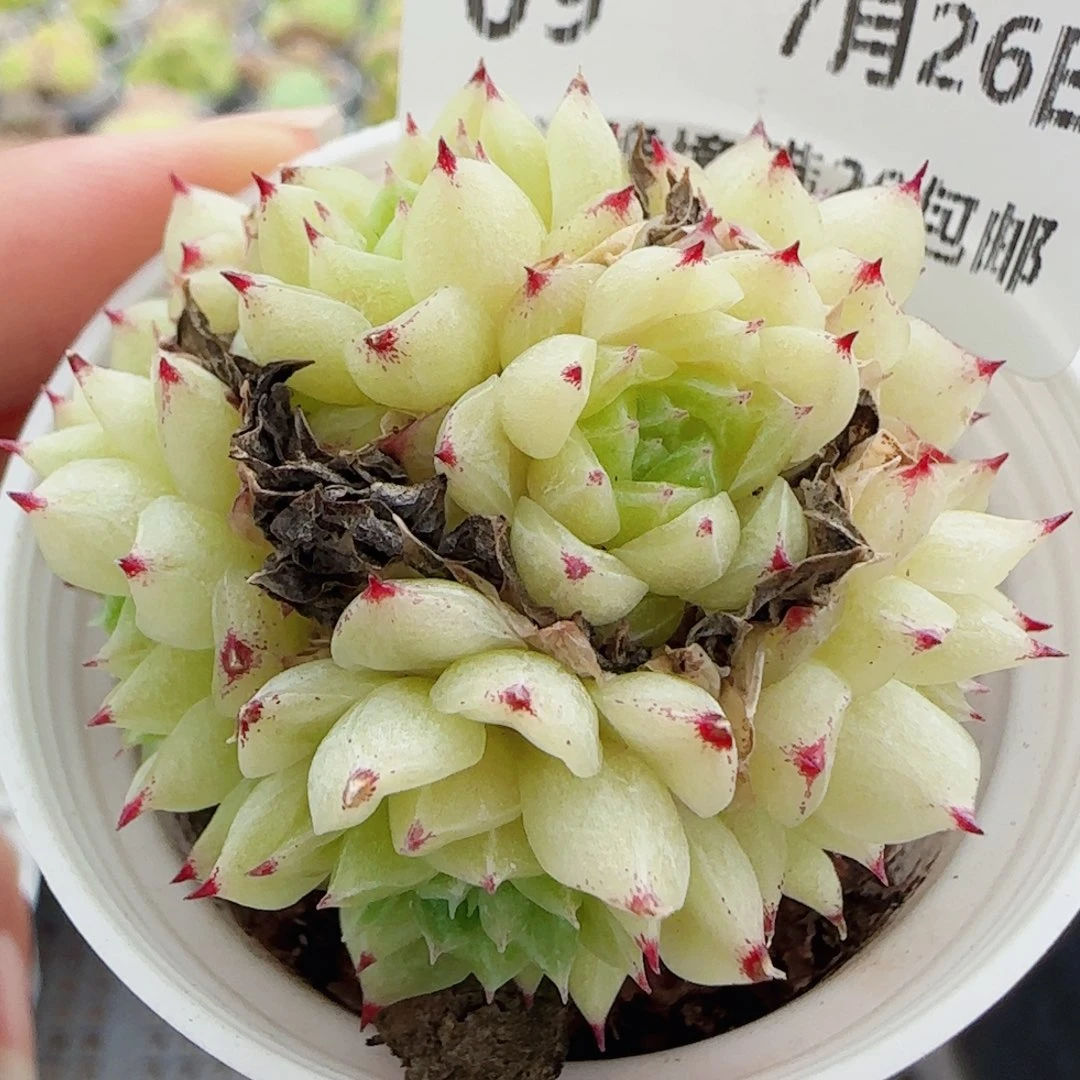 花语逸镜0726-09散