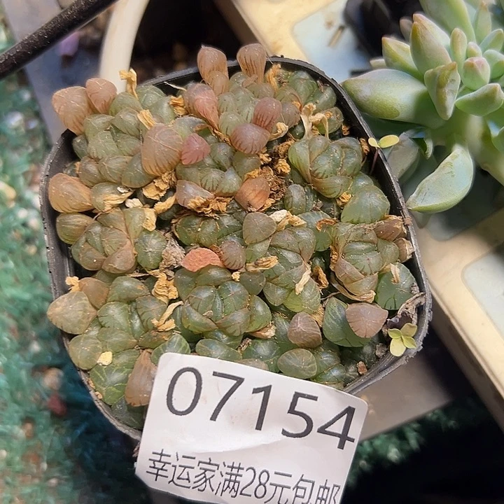 幸运的是我还在幸运