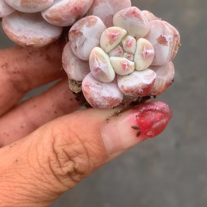 星影子7颗。（满9.99包邮不满9.99发叶子）