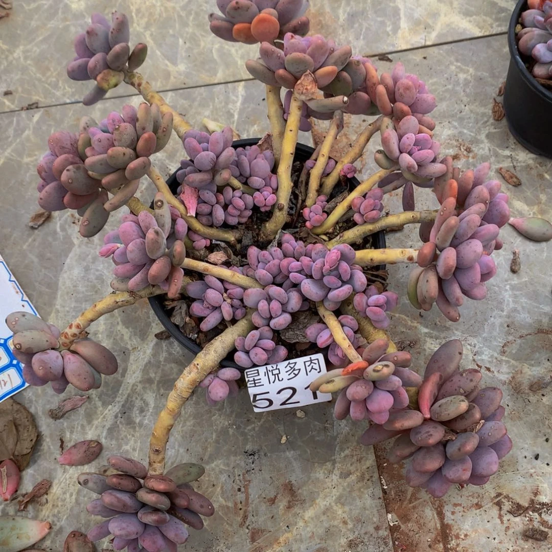 点***福星悦多肉 小桃蛋521