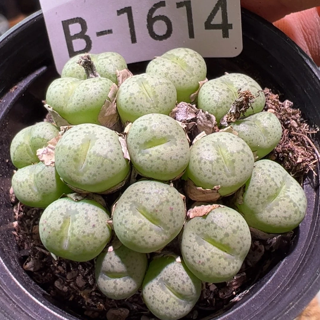 多肉植物1111111111111