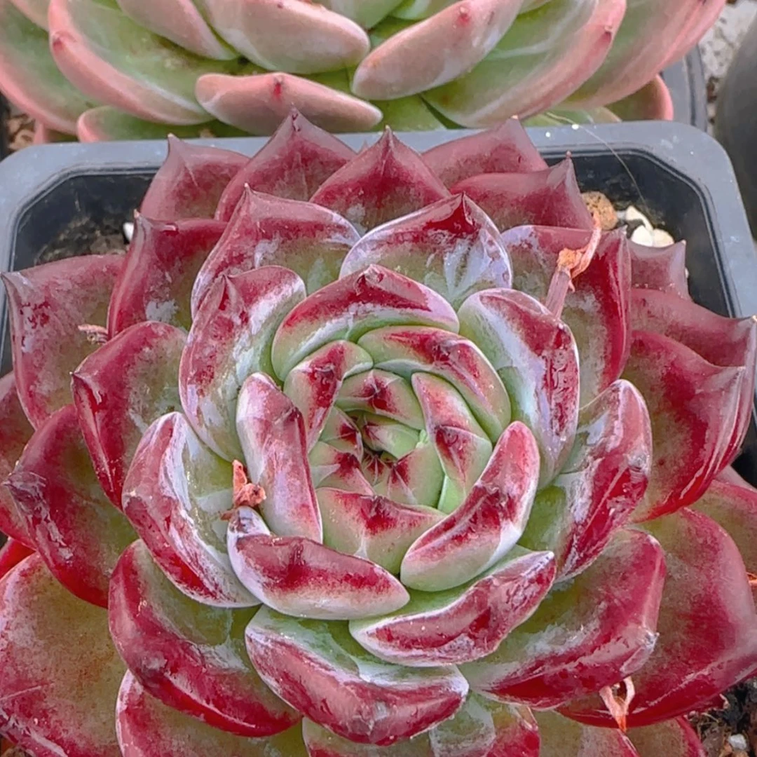 【闪购商品】玉钻，