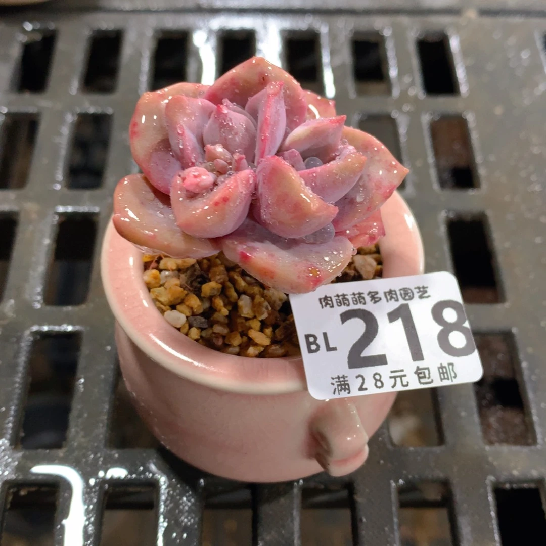 肉萌萌5cm拇指盆精控多肉BL218