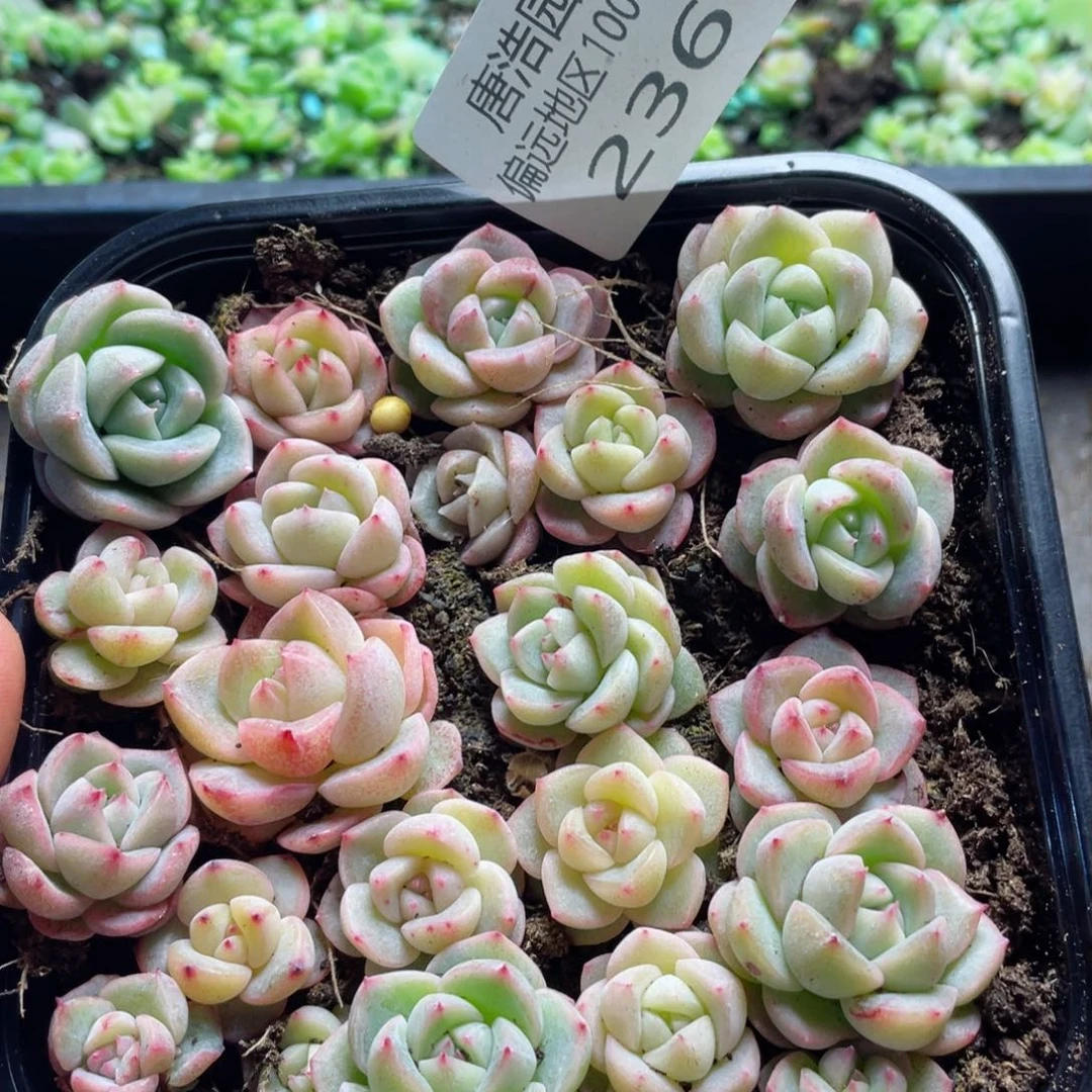 ?****?cz珍妮混一物一拍236