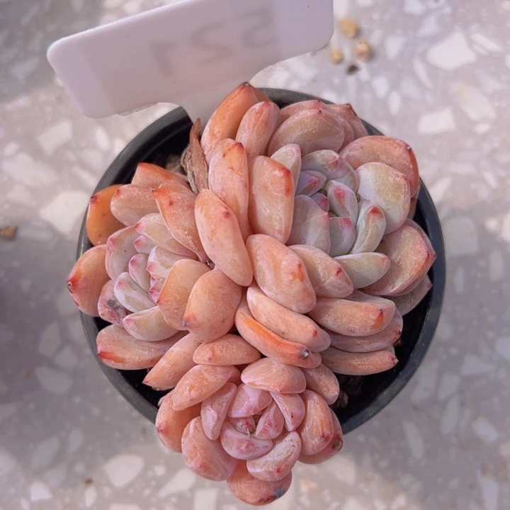 健健康康平平安安