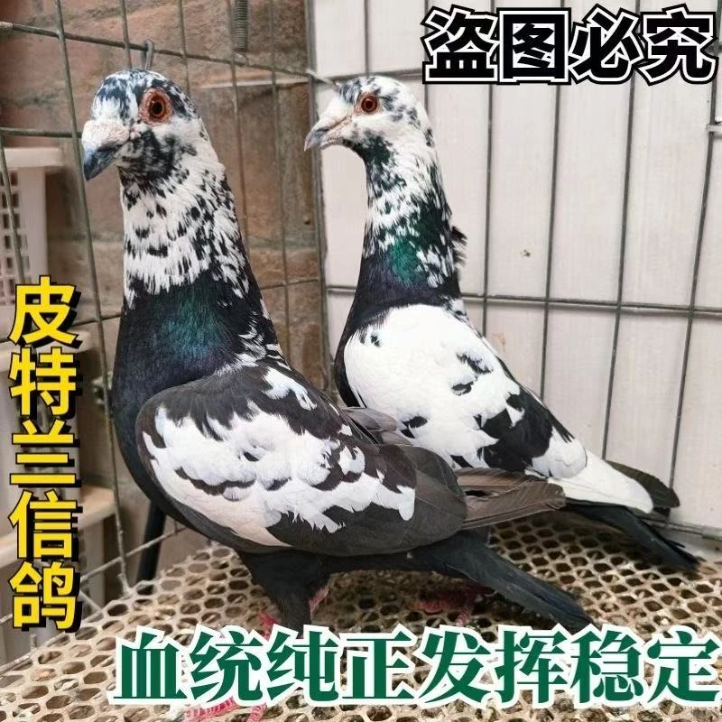 皮特兰信鸽活体血统鸽子一对种鸽幼鸽公棚子代能飞一公一母包邮哦