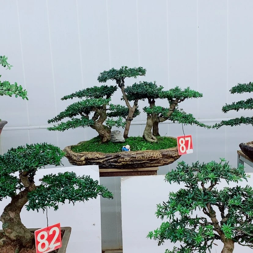 【闪购商品】罗汉松