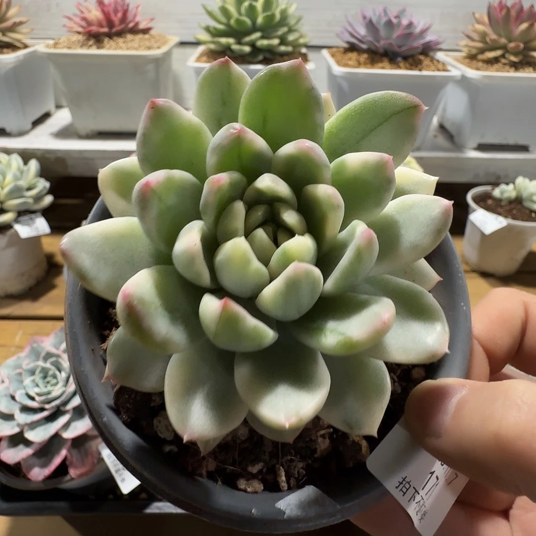 冰心公主锦1111107-171