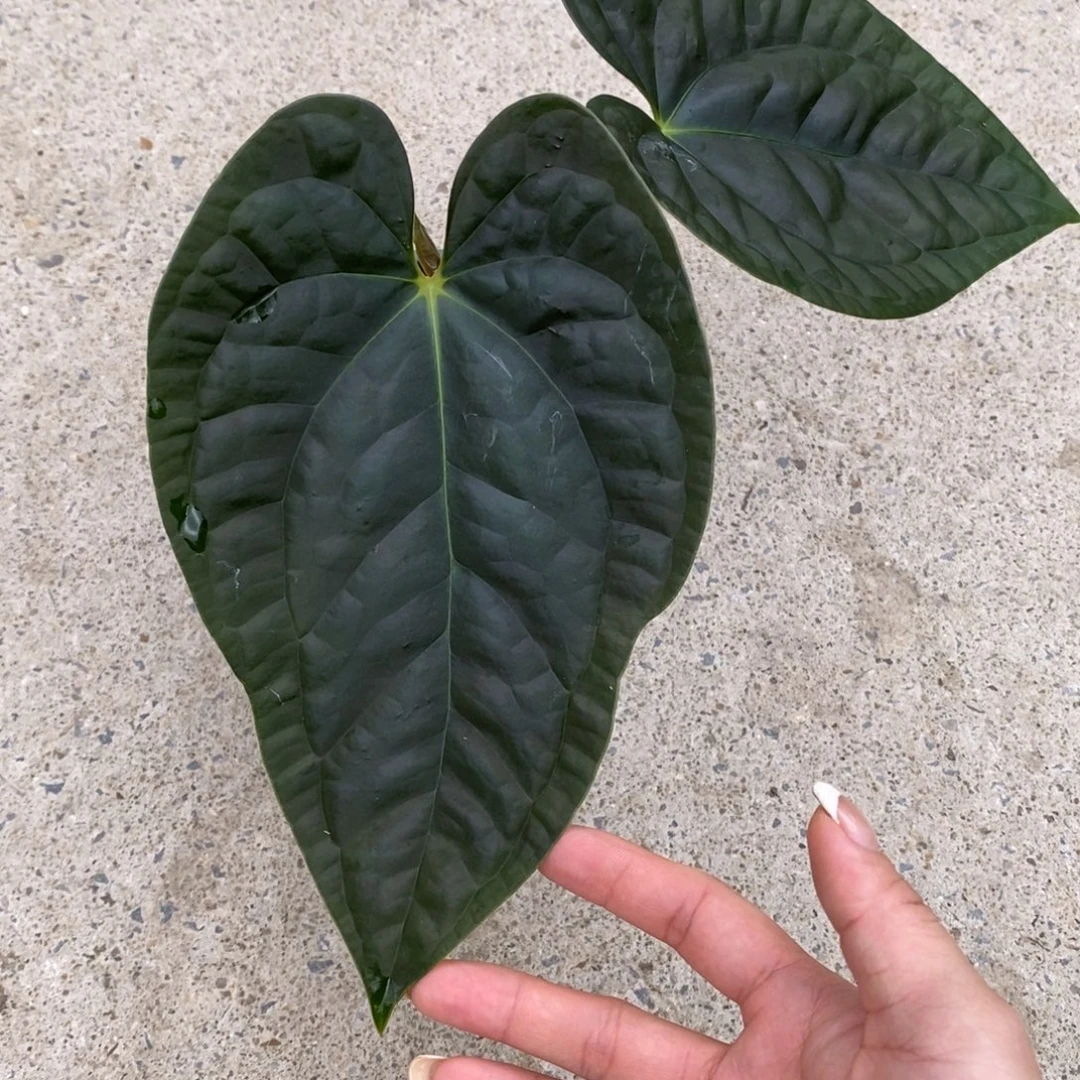 大部分开放少量花苞04Papi杂奢华