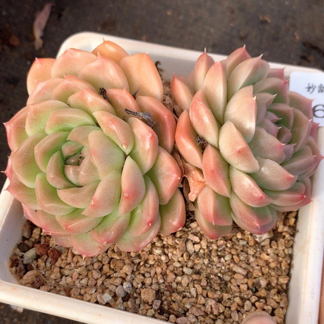 用****93466杂交多肉植物