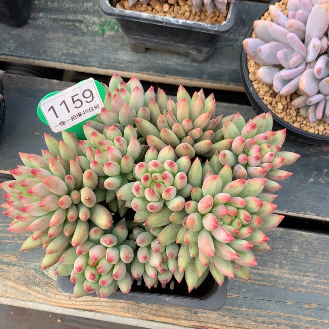 黄体岩字无砍微瑕疵1159