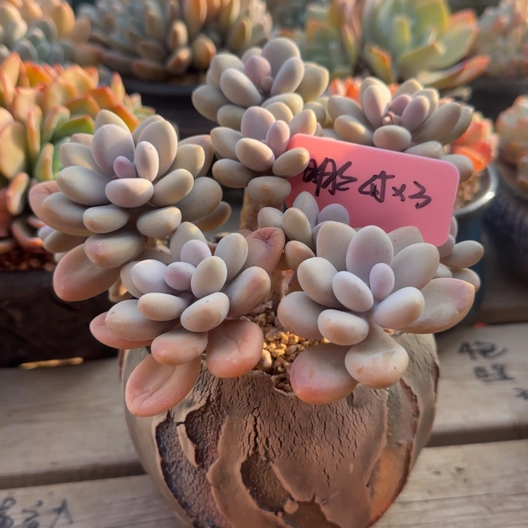 盆盆三个五十包邮