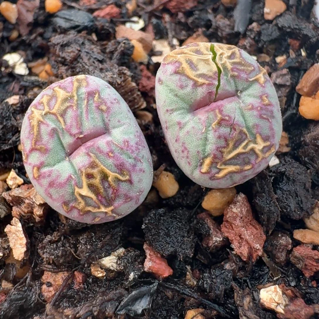 王*70脱土发货0000000