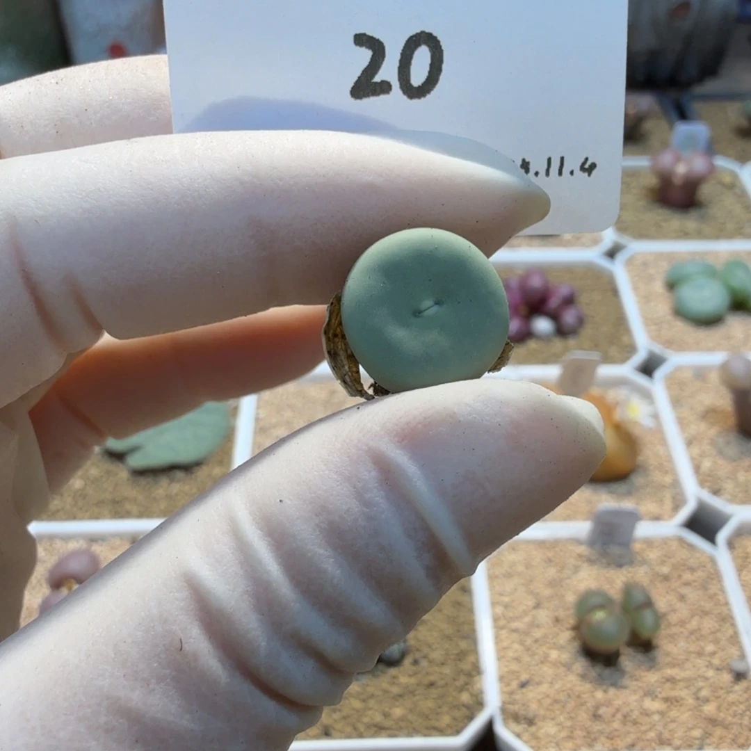 D***.多肉多肉多肉11.4-020