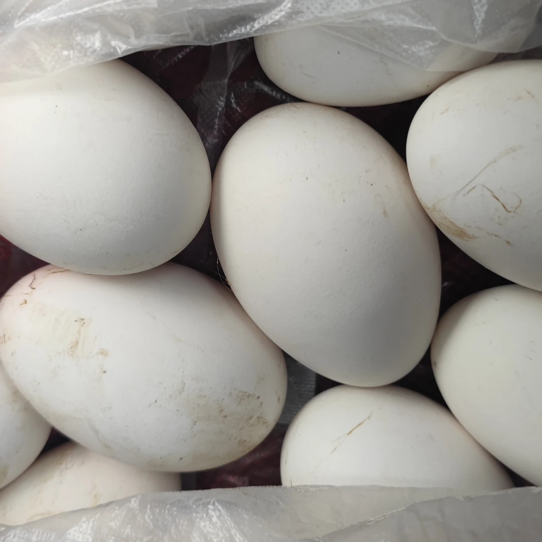 四川仪陇农家散养土鹅蛋新鲜现捡健康营养美味