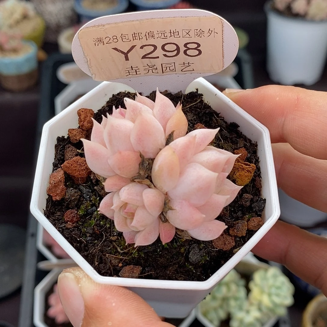 0298 颜如玉 4.5cm