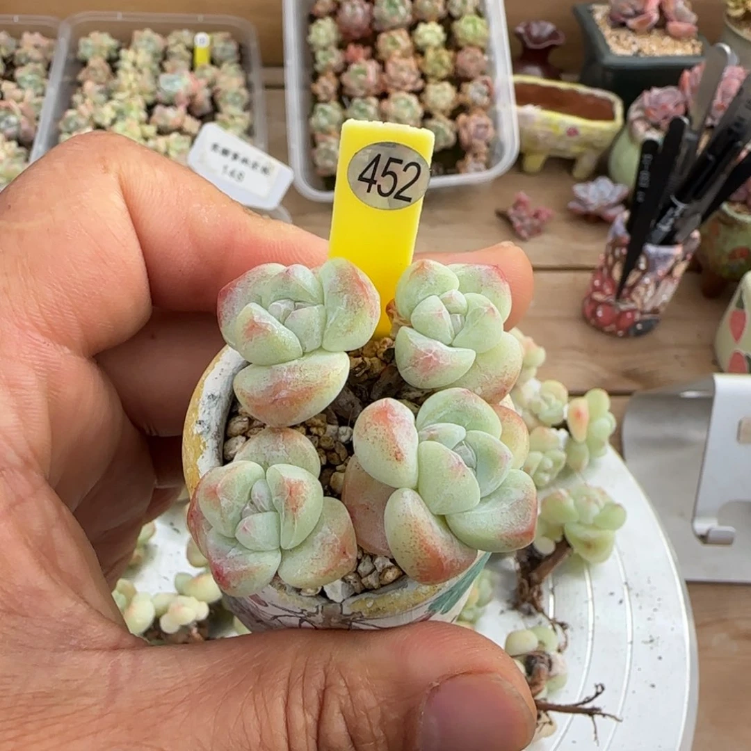 452号冰玉老桩4头无砍不带盆