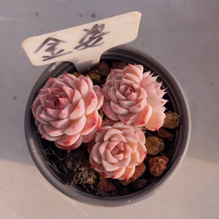 健健康康平平安安