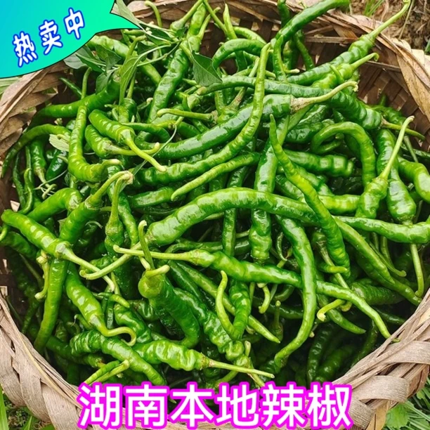 湖南本地农家自种新鲜薄皮香辣中辣青椒现采现发特产