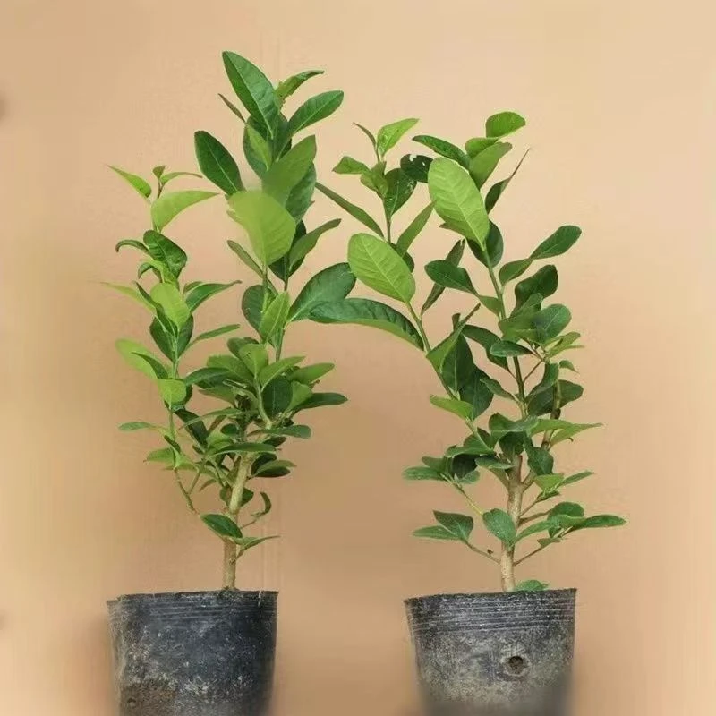 香水柠檬树苗盆栽室内室外结果无籽四季柠檬苗食用柠檬树果苗