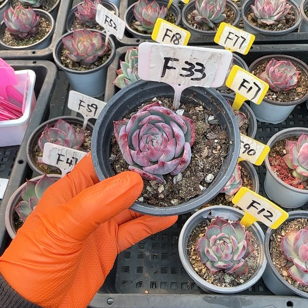 熊***毛F33惊鸿单头多肉