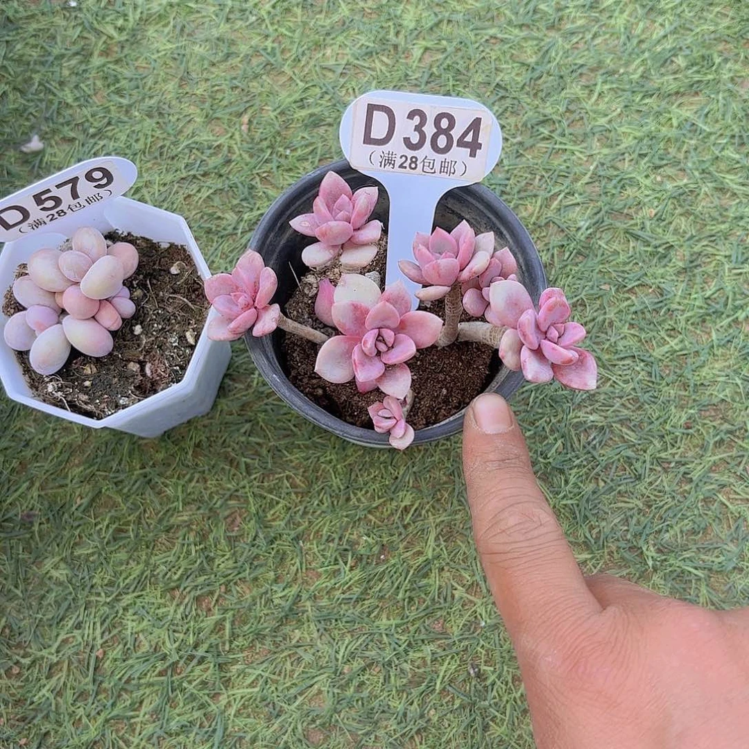 D384黛比一物一拍