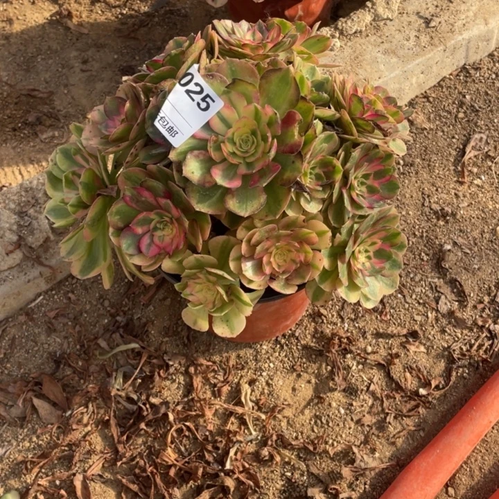 多肉火龙果法师025