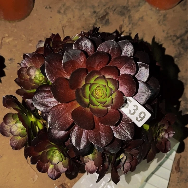 539黑骑士多肉植物处理不售后