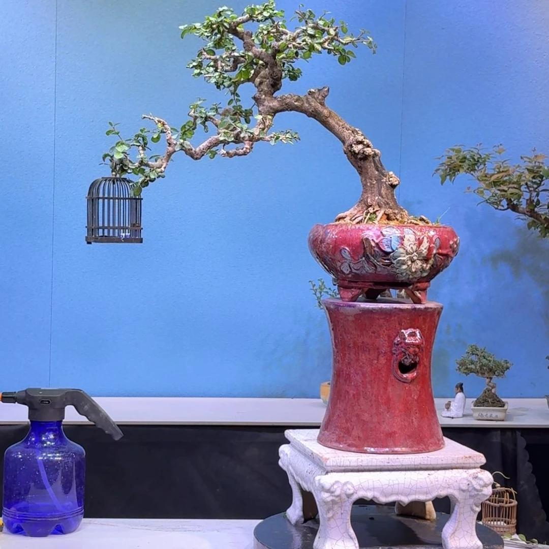 红陶二颗盆景黄杨博兰