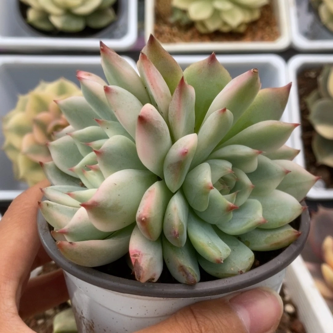 376锦锦锦锦锦锦锦锦