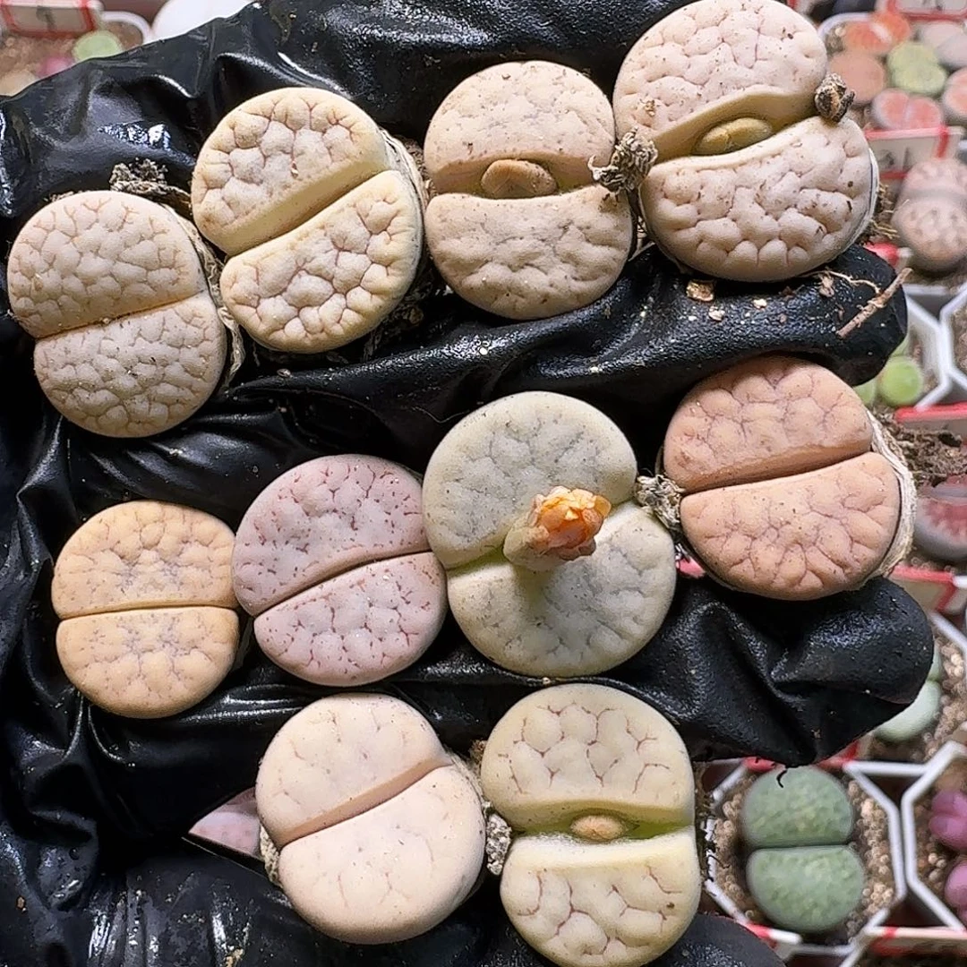 菲***崽生石花111111。  1公分7。  239
