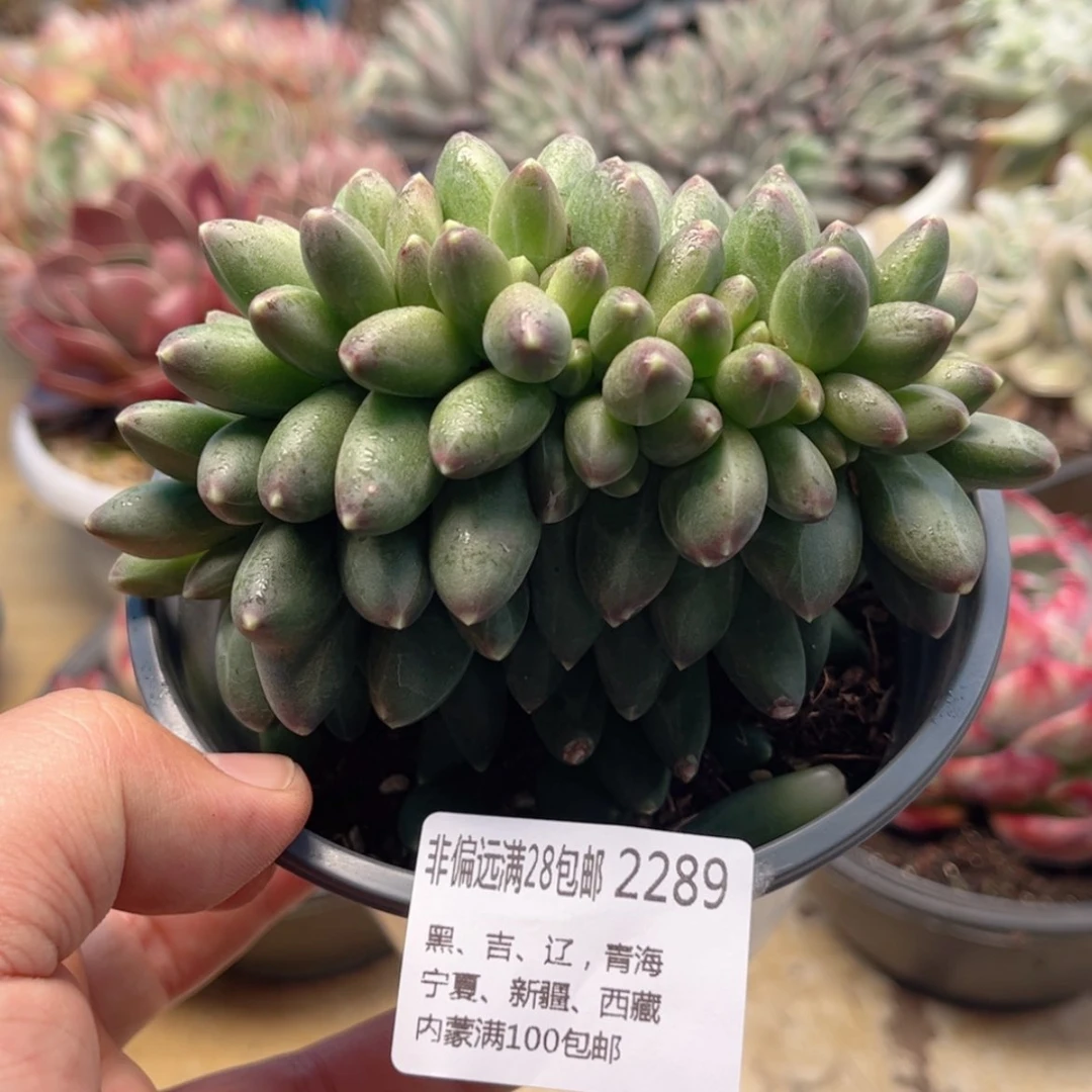 【闪购商品】2289千代田