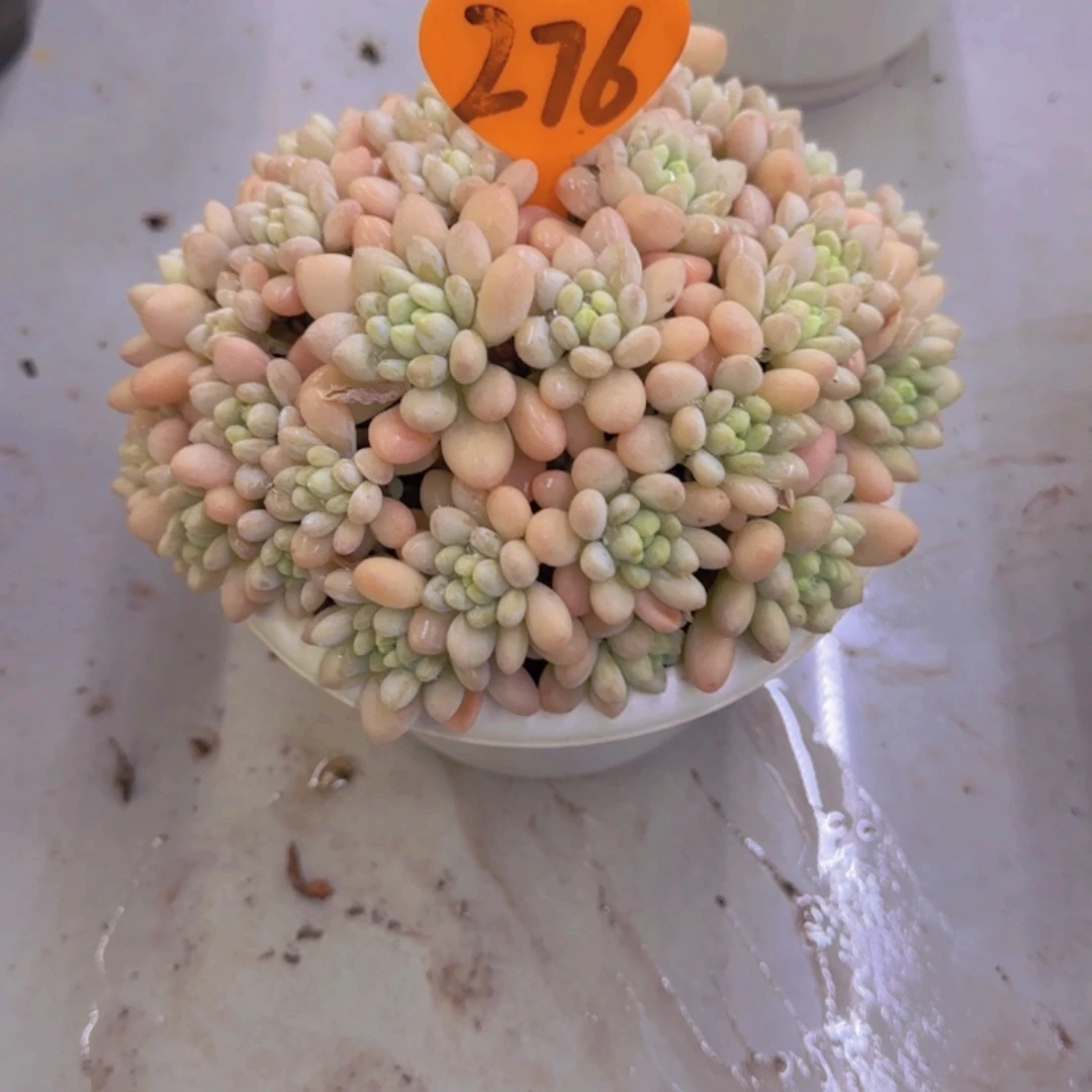 小*276多肉植物一物一拍