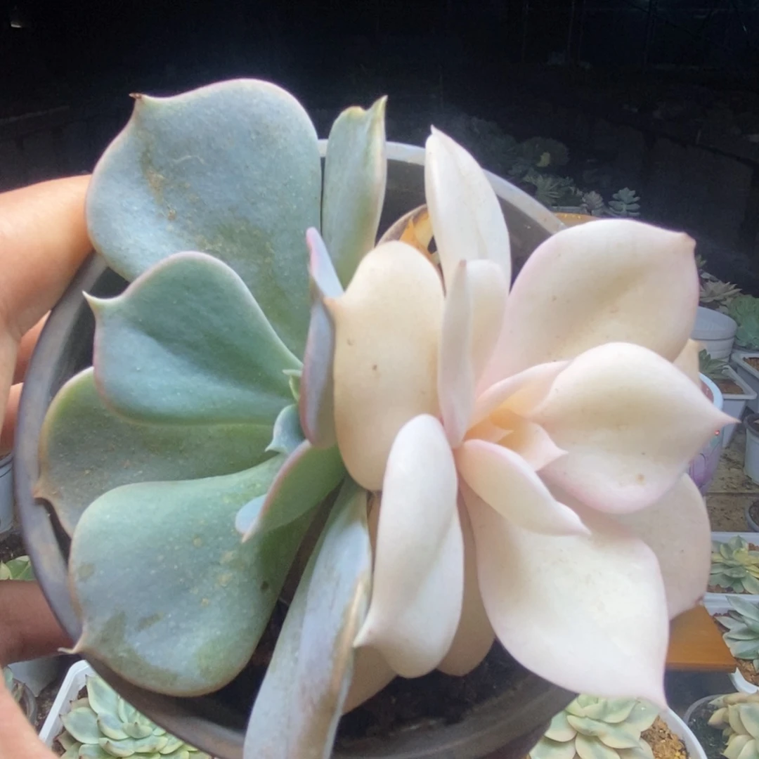 094双子座锦锦锦锦锦锦锦