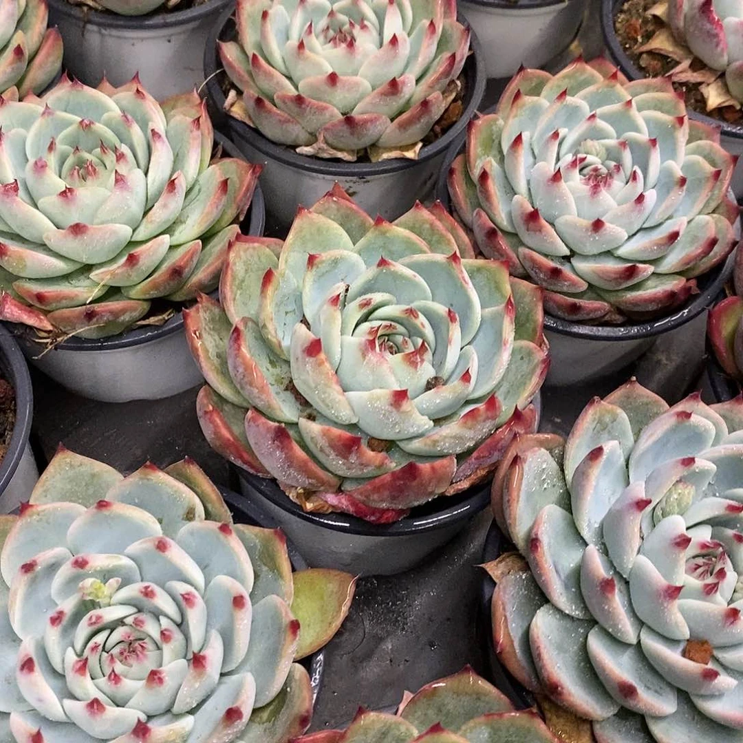 71。单头返祖惊鸿。福利多多